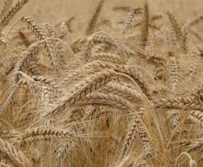 Франція розчарувалася в озимій пшениці