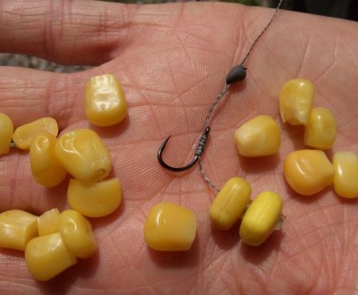 Кукурудза під час ловлі карася: як насадити на гачок