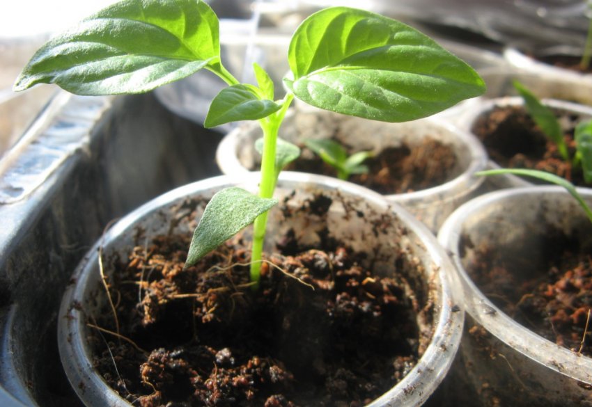 Лунний календар огородника на лютий 2020 року Лунний календар огородника на лютий 2020 року