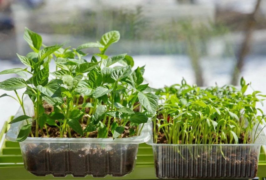 Лунний календар огородника на лютий 2020 року Лунний календар огородника на лютий 2020 року