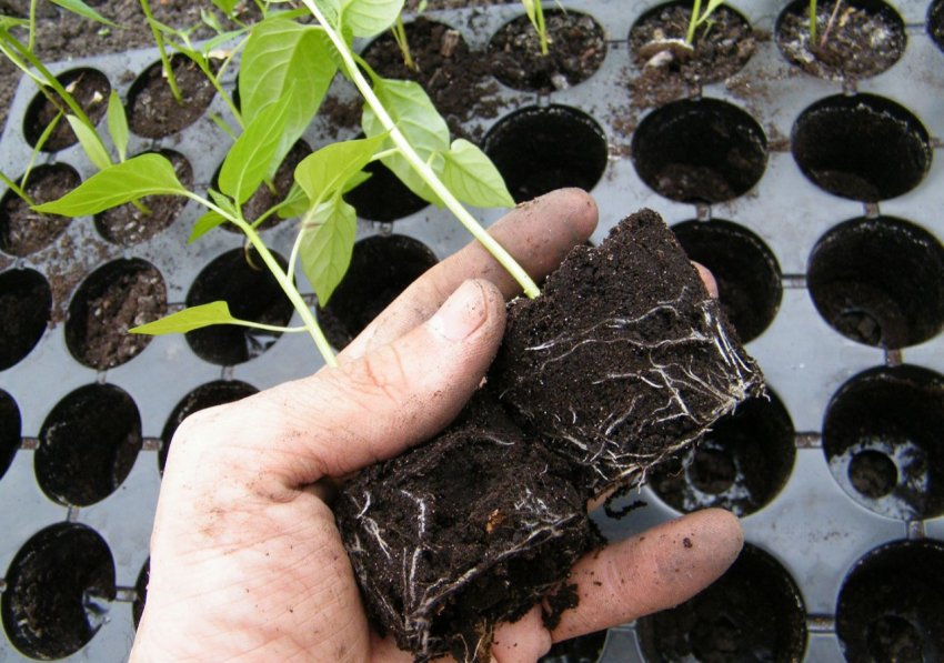 Лунний календар огородника на лютий 2020 року Лунний календар огородника на лютий 2020 року