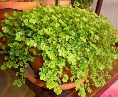 Квітка солейролія: догляд в домашніх умовах