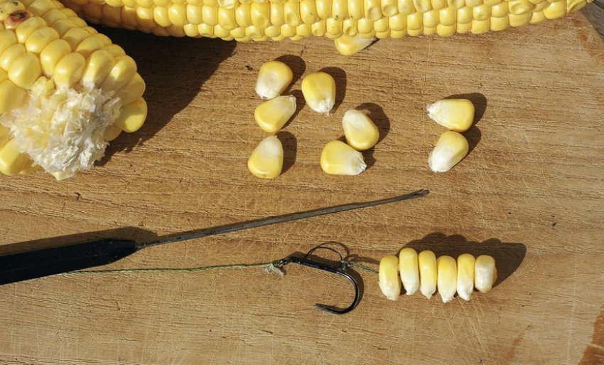 Как насадить кукурузу на крючок разными способами