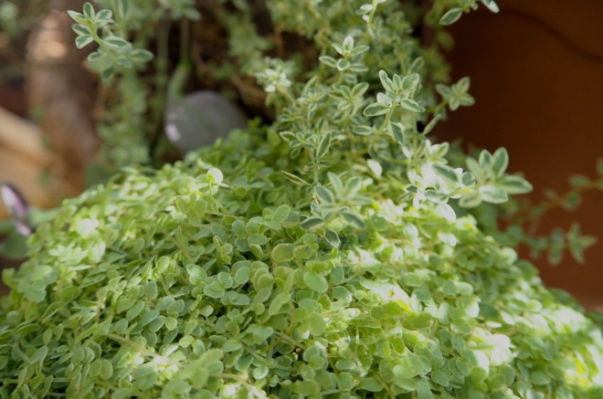 Аигеа Аигеа