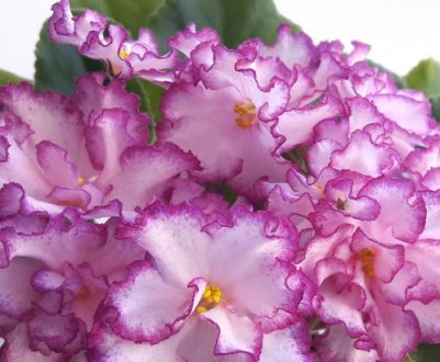 Фіалка Анжеліка: догляд в домашніх умовах