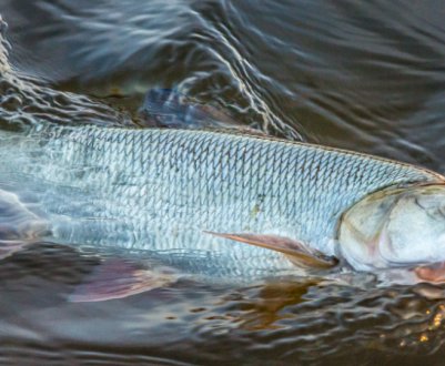 Монтаж снасті та оснащення для лову жереха