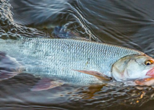 Монтаж снасті та оснащення для лову жереха