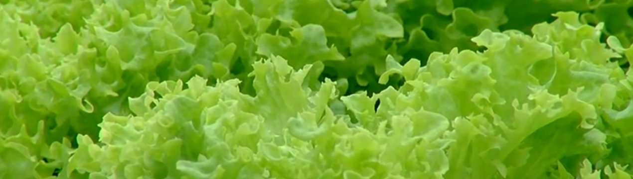 Не звичайна ферма в США об'єднала людей з обмеженими можливостями