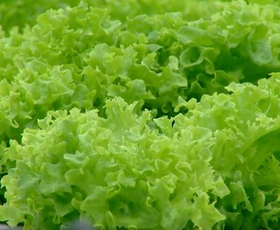 Не звичайна ферма в США об'єднала людей з обмеженими можливостями