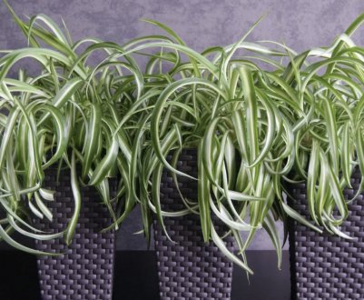 Хлорофітум кучерявий: як доглядати в домашніх умовах