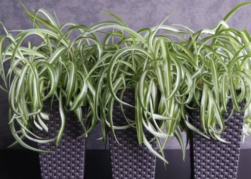 Хлорофітум кучерявий: як доглядати в домашніх умовах