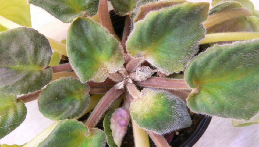 Кліщі на фіалку