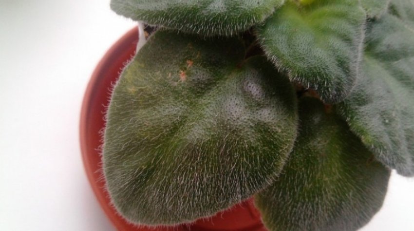 Трипси на фіалку