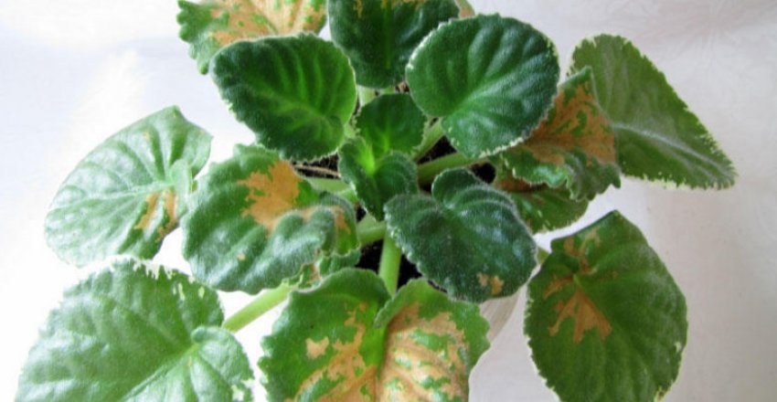 Бурі плями на листках фіалку