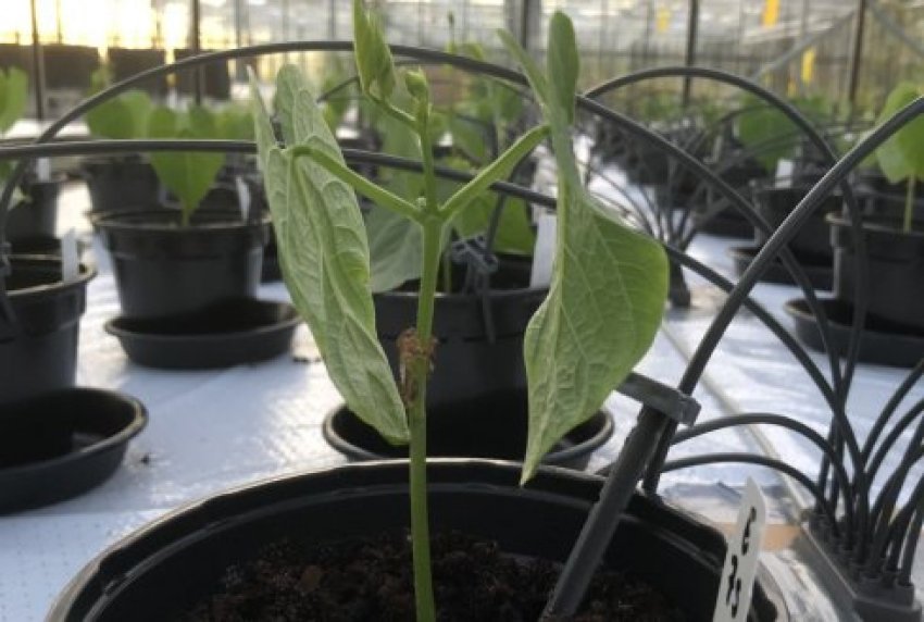 До колонізації Марса та Місяця готові: зібрано перший врожай на імітованому грунті До колонізації Марса та Місяця готові: зібрано перший врожай на імітованому грунті