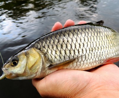 Як відрізнити головня від жереха та язя
