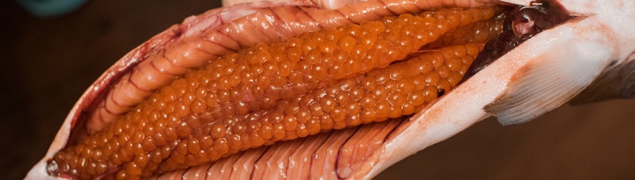 какая горбуша с икрой как определить. Смотреть фото какая горбуша с икрой как определить. Смотреть картинку какая горбуша с икрой как определить. Картинка про какая горбуша с икрой как определить. Фото какая горбуша с икрой как определить