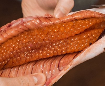 Як визначити, в якій горбуші є ікра