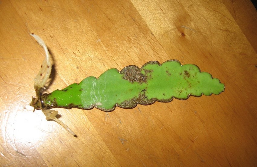 Коркові плями эпифиллума