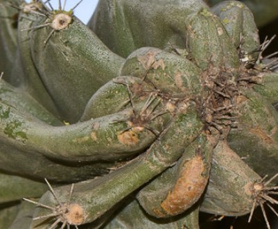 Кактус цереус перуанський: догляд в домашніх умовах