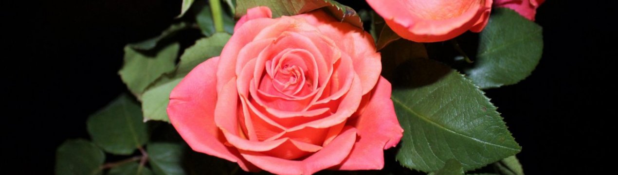 Основні способи вирощування троянди з черешка в домашніх умовах