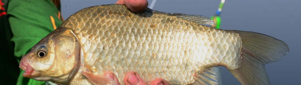 Як ловити карася у вересні на поплавкову вудку