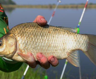 Як ловити карася у вересні на поплавкову вудку
