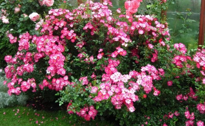 Троянда сорту Lupo Троянда сорту Lupo