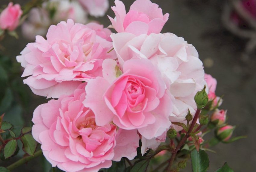 Троянда сорту Bonica Троянда сорту Bonica