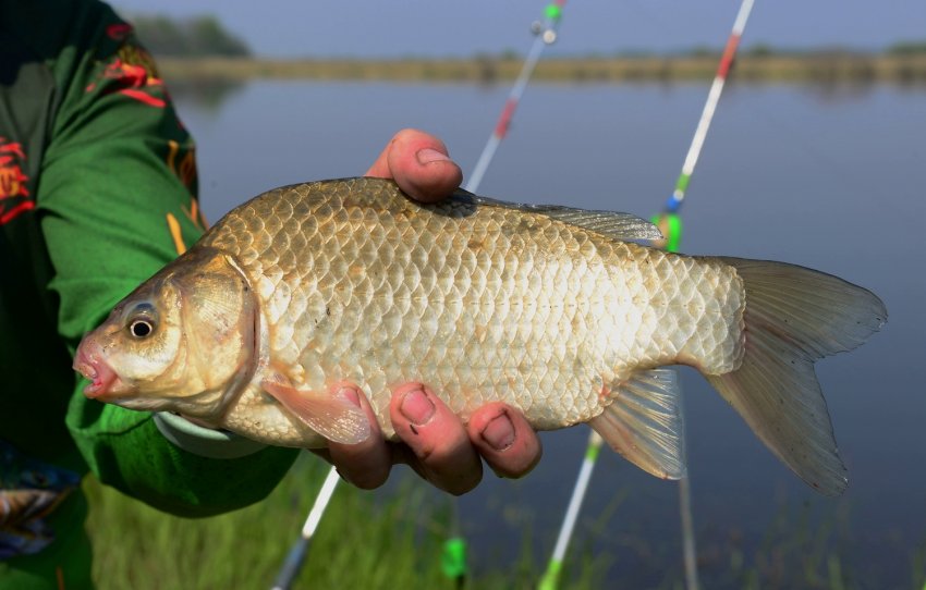 Риболовля на карася