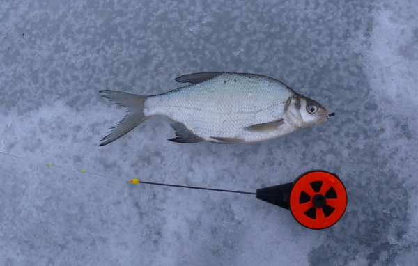 рыбалка на леща зимой на течении