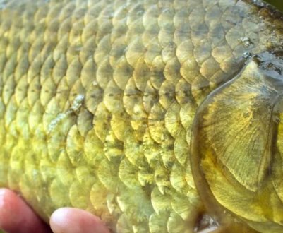 Як зробити рибальську снасть із корка для лову карася