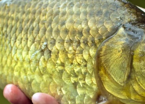 Як зробити рибальську снасть із корка для лову карася