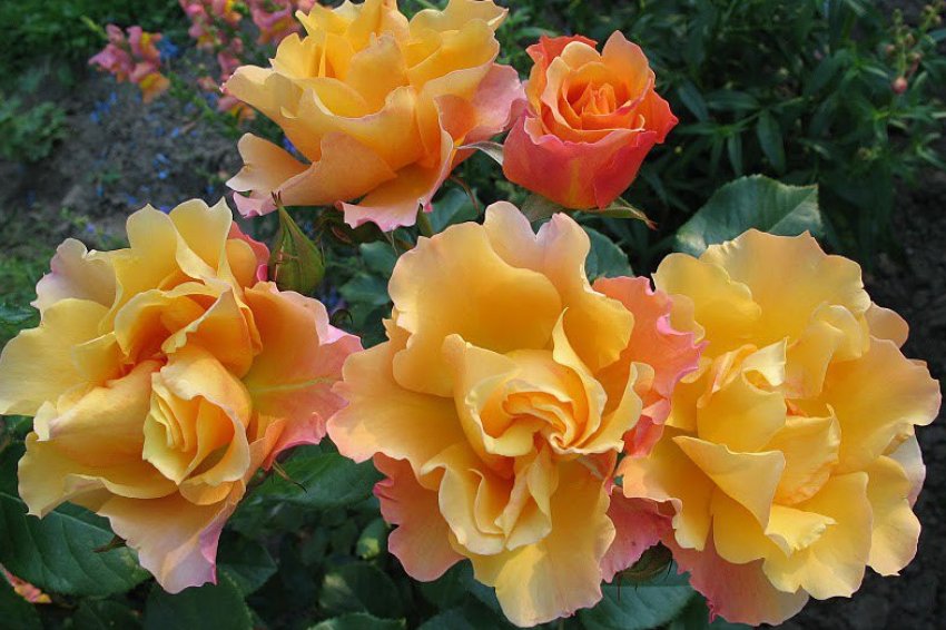 Троянда сорту Tequila Троянда сорту Tequila