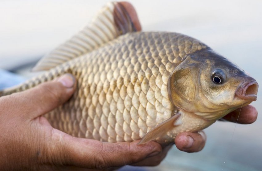 Ловля карася Ловля карася