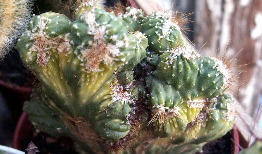 Цереус перуанський