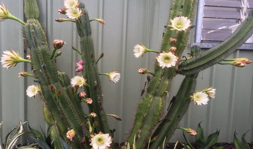 Цереус перуанський