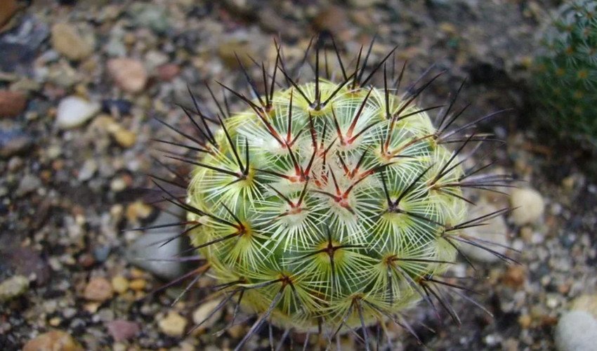 Цереус перуанський