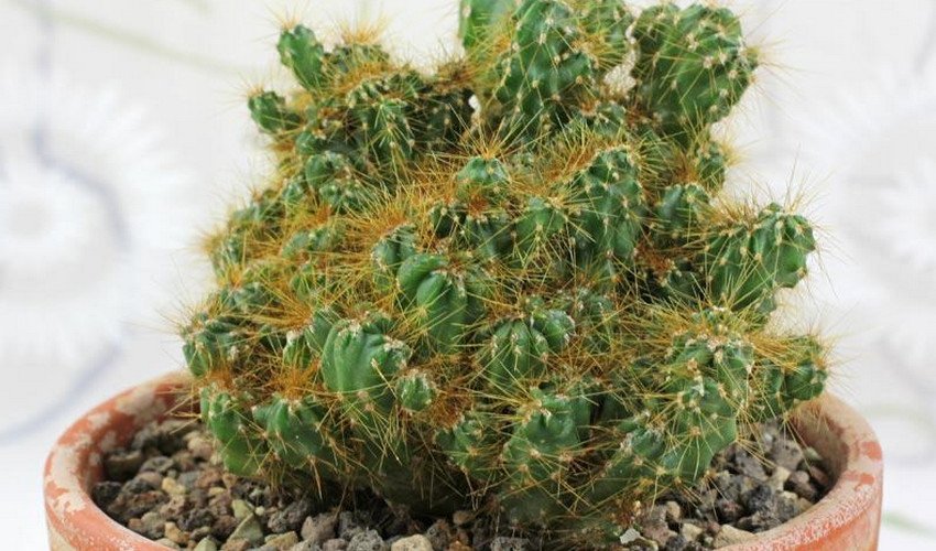 Цереус перуанський