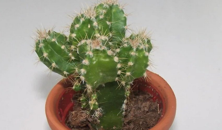 Цереус перуанський