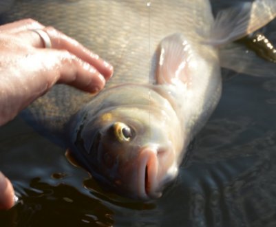 Як ловити ляща на сало