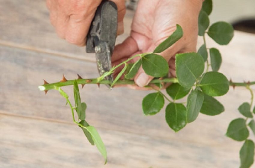 Живцювання троянди Живцювання троянди