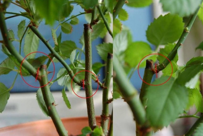 Розмноження троянд живцюванням Розмноження троянд живцюванням