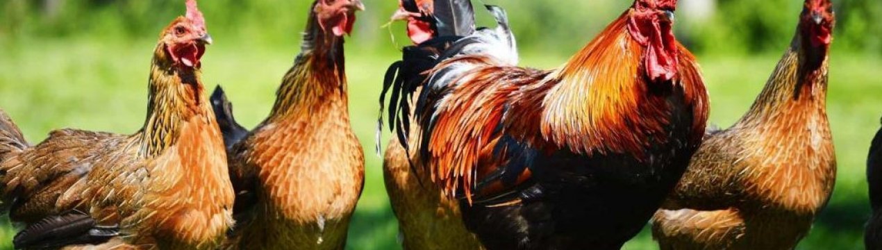 Французькі делікатеси родом з Прикарпаття