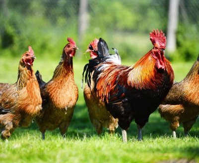 Французькі делікатеси родом з Прикарпаття