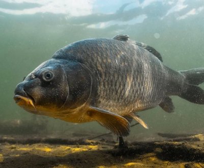 Вибір глибини для лову карася на поплавкову вудку