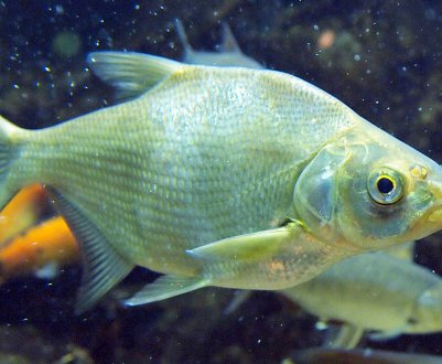 Як ловити ляща на пінопласт