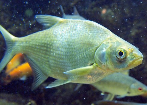 Як ловити ляща на пінопласт