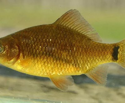 Особливості риболовлі на карася в серпні