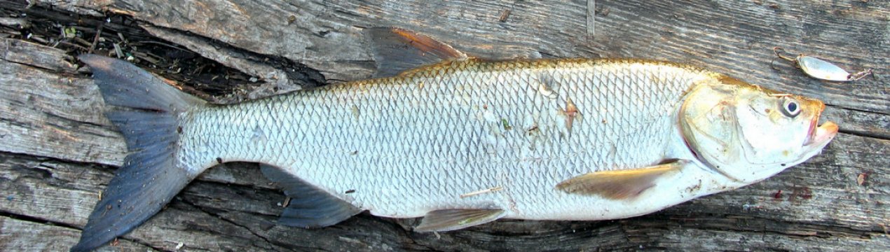 Як ловити жереха на бомбарду